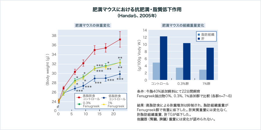 抗肥満・脂質低下作用（メタボリックシンドローム対策）